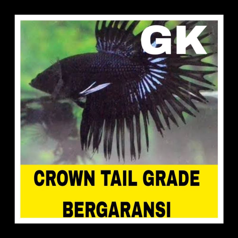 IKAN CUPANG CROWNTAIL CT isi 5 bonus pakan bergaransi