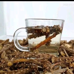 

brotawali herbal