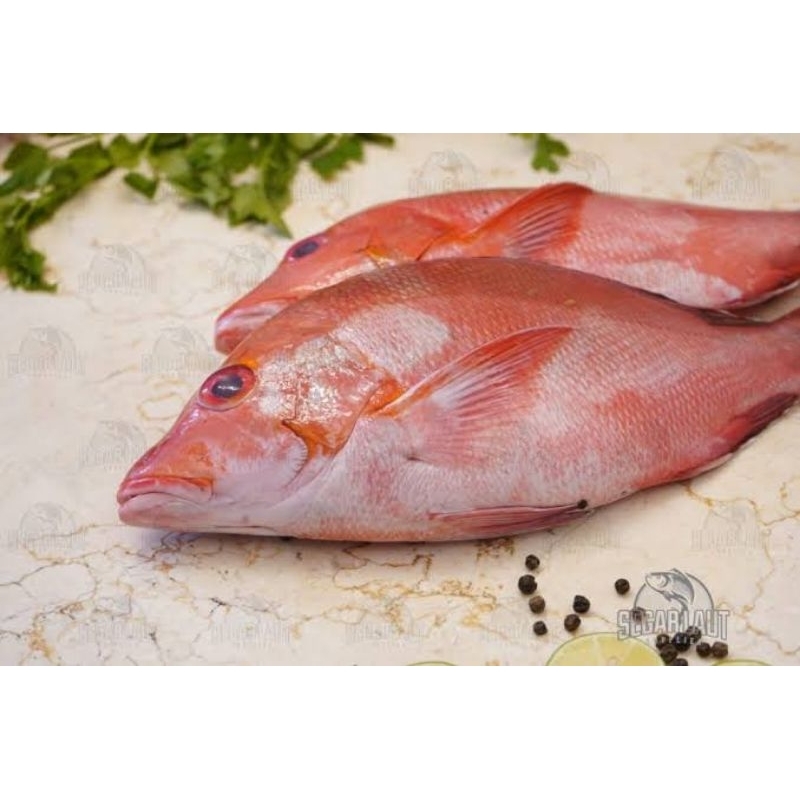 

Kakap merah Laut 1 kg - seafood solo