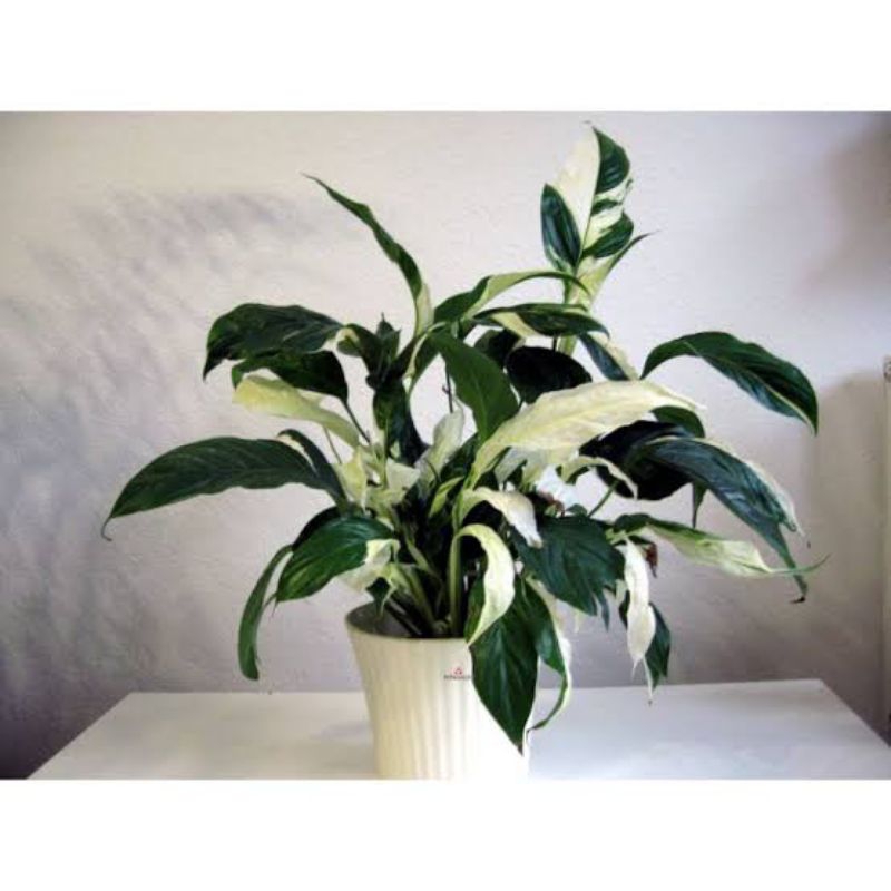 Tanaman Peace Lily Variegata Spatu filum variegata