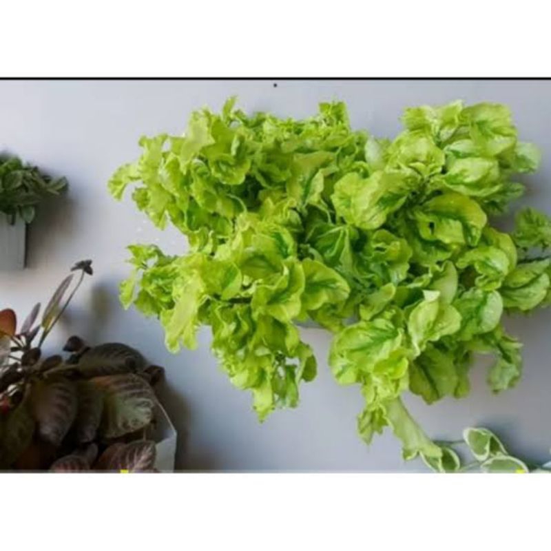 TANAMAN HIAS Hoya Curly Variegata. Tanaman hias patah tulang