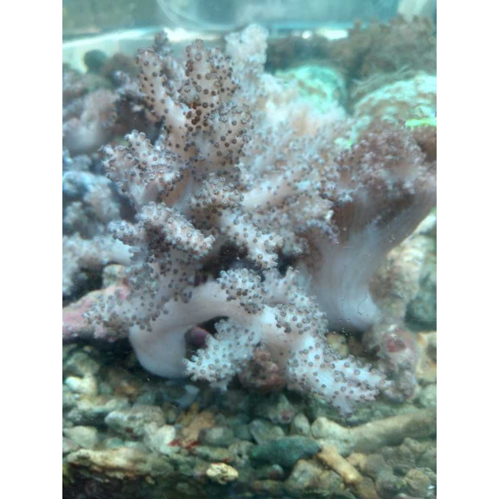 Seroja COLT [Koloni] - Soft Coral Colt Tree