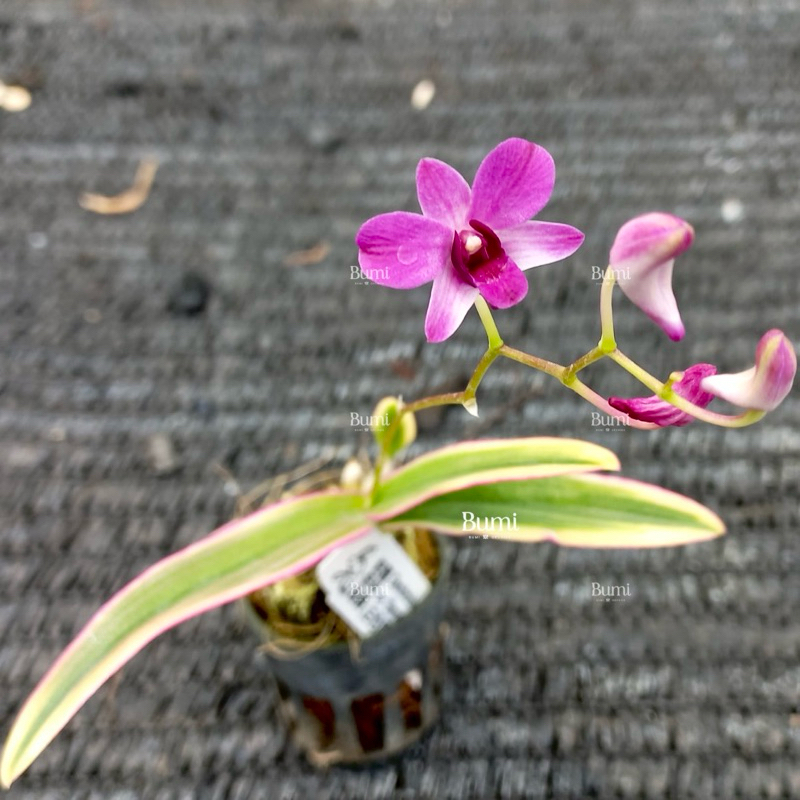 BUMI ORCHIDS DENDROBIUM VARIEGATA PINK Mini Sanshoku Dango - Dendro Anggrek Tricolor Vanda Cattleya