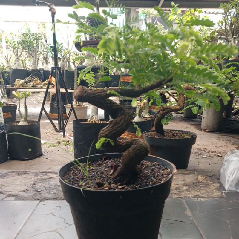 bonsai asem