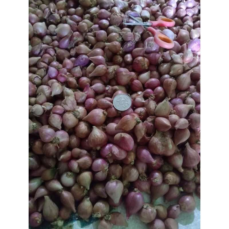 

BAWANG MERAH 1KG MURAH/bawangmerah100gr