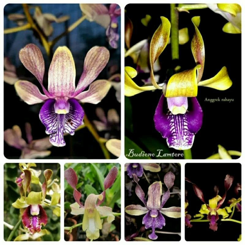 Anggrek Dendrobium Dewasa Keriting