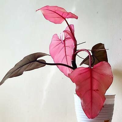 philodendron pink dark lord