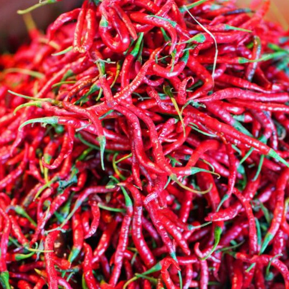 

XG34448 Cabe Cabai Merah Keriting 5 gr