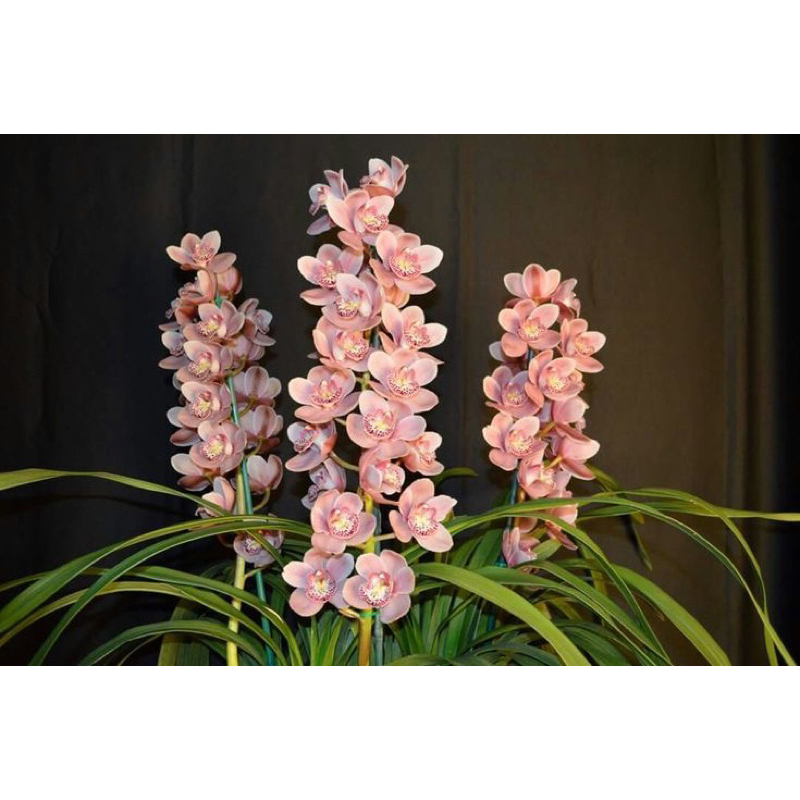 Anggrek cymbidium ( pink rose )
