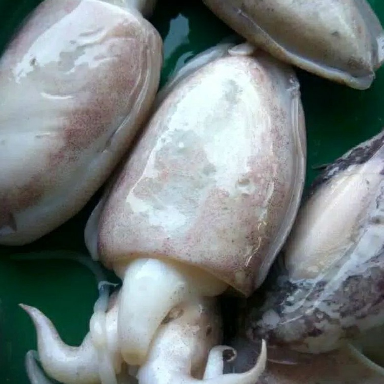

GROSIR BalakutakCumi Sotong