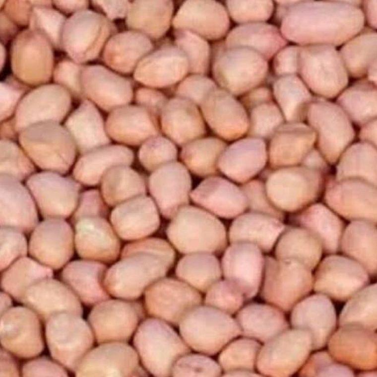 

GROSIR Kacang Tanah Tuban Bersih Mentah Super 1Kg