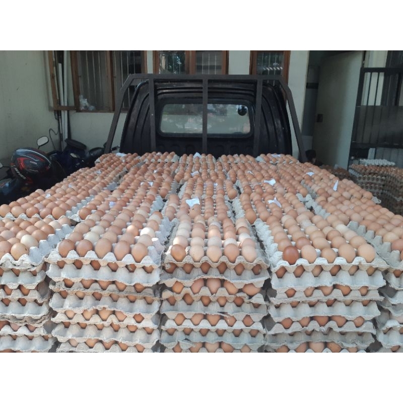 

Telur ayam ras standar
