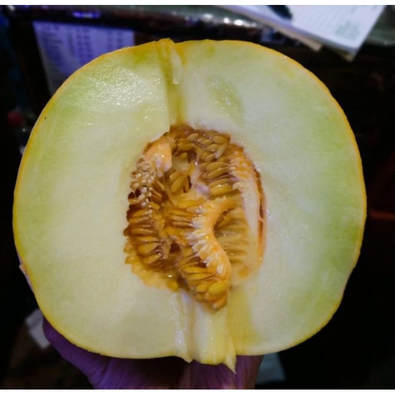 

Buah Melon manis 1kepala buah segar bandung