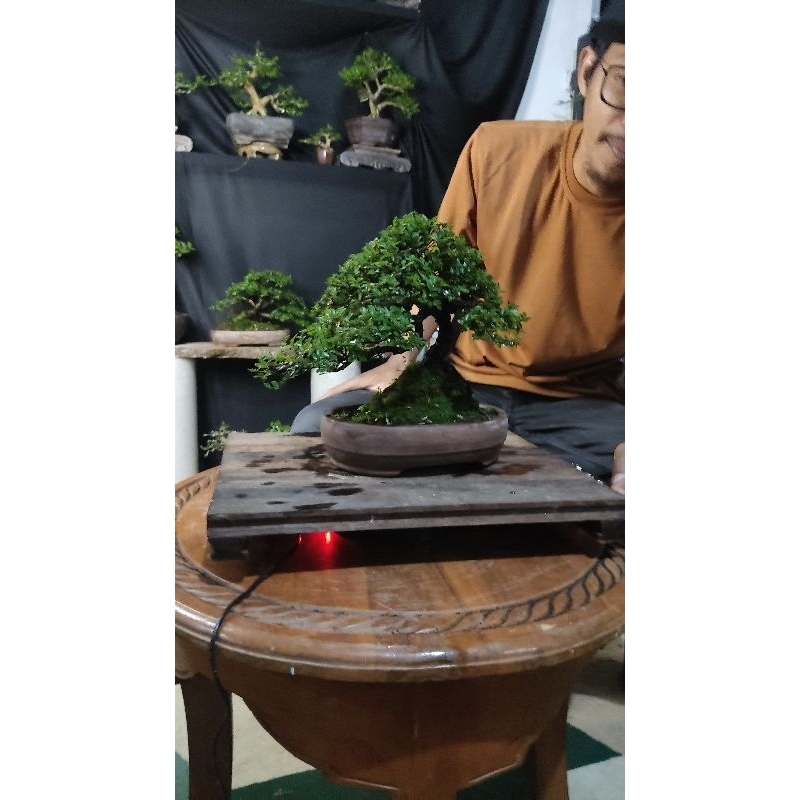 bonsai ulmus super mikro
