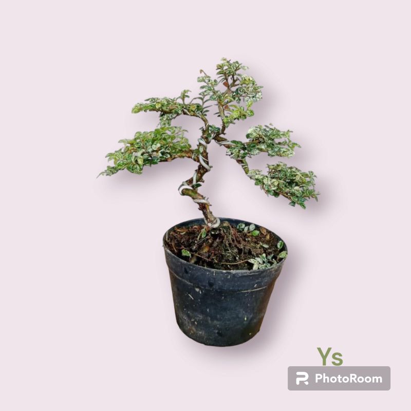 Bonsai briliyan ulmus