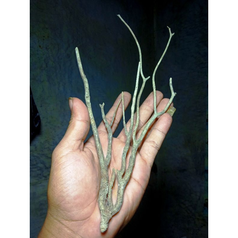 akar bahar unik barang yg di kirim sesuai dengan foto