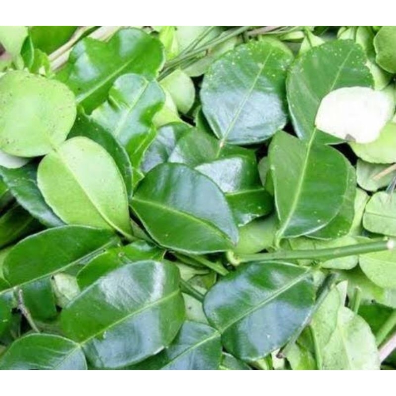 

Daun jeruk purut fresh, dipetik langsung saat dipesan, harga per 50g-1kg.