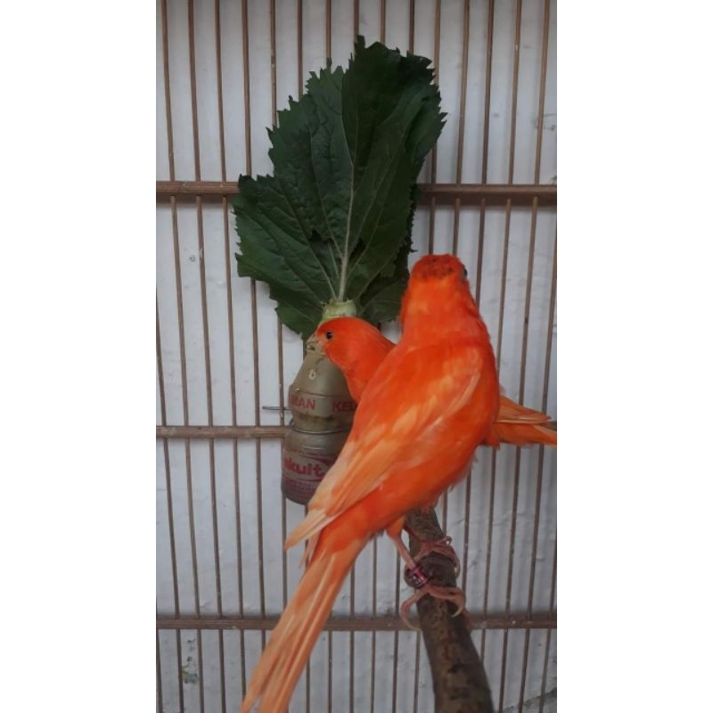 kenari merlok great A buat kontes