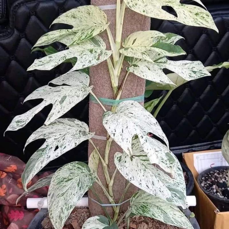 Tanaman Hias Philodendron epip Marbel Varigata Menor