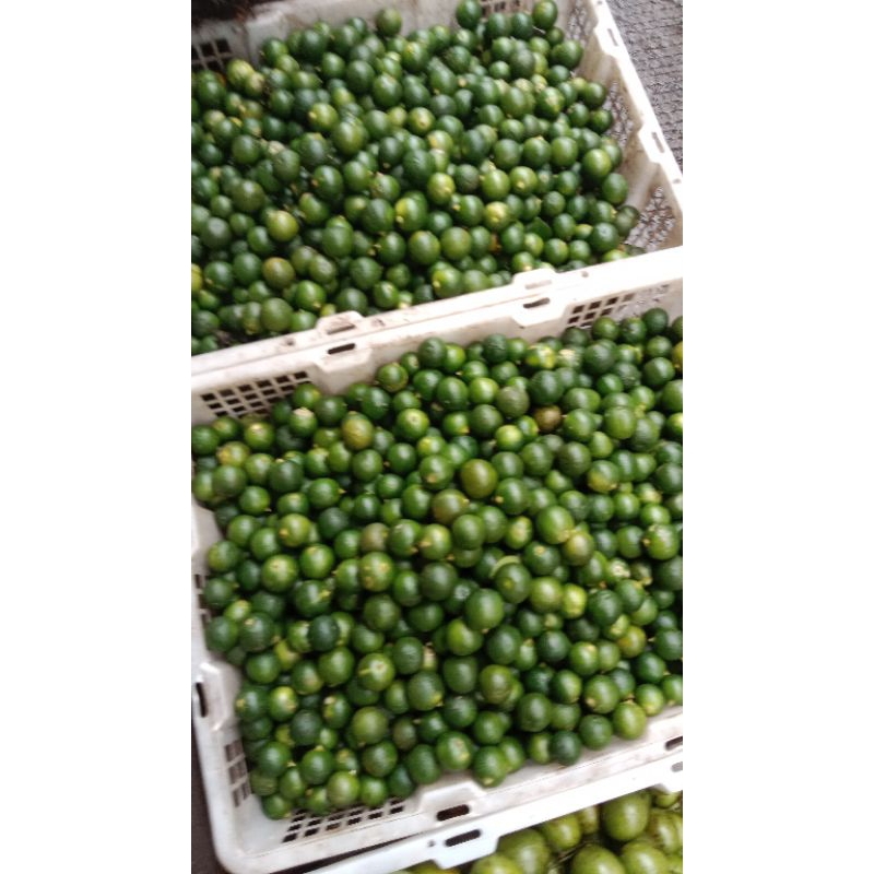 

jeruk sonkit pontianak