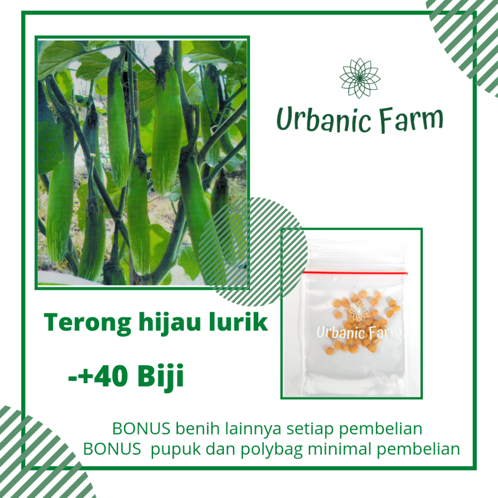 40 Biji Benih Terong Hijau Lurik Tunjuk Bintang Asia