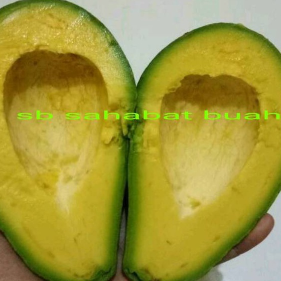 

MEGA SALE BUAH ALPUKAT MENTEGA JAWA TENGAH 1KG