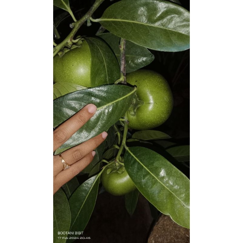Pohon Black Sapote Giant Berbuah