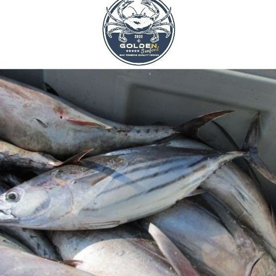 

PROMO SALE ikan cakalang 1 kg beku kapal