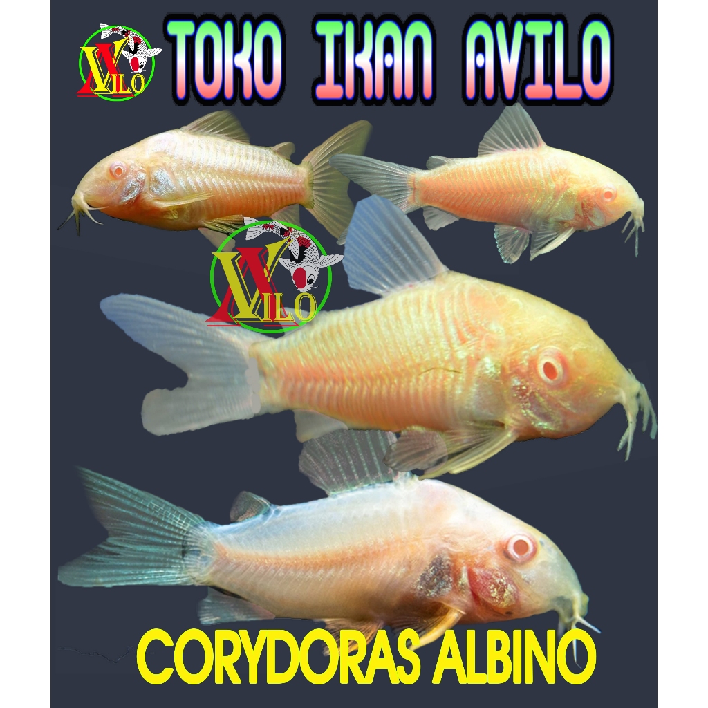 OJEK ikan hias dasar aquarium corydoras albino kecil pemakan lumut