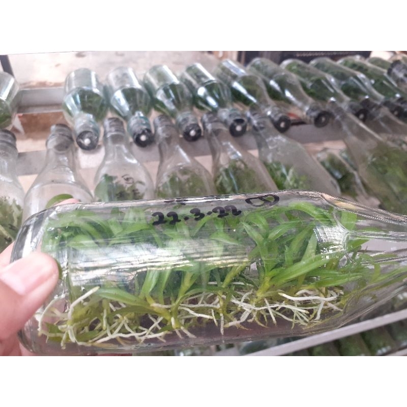 Bibit Anggrek Dendrobium Spesies Taurinum dalam botol Siap Aklim