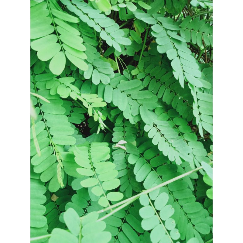 

Daun Saga Sogo Segar Fresh Alami Herbal Obat Batuk Amandel Sariawan Batuk Menahun