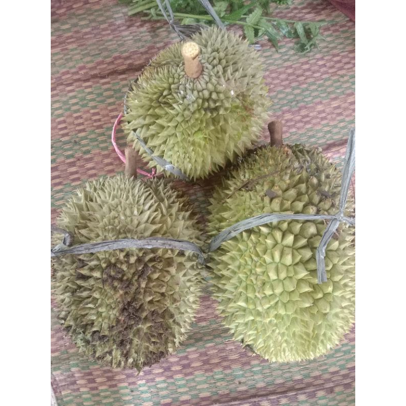 

100k Dapet 3 Buah Durian Jatuhan Asli Pegunungan Banten