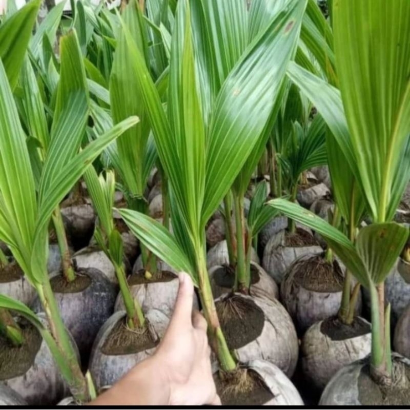 bibit buah kelapa kopyor genjah asli dari pati