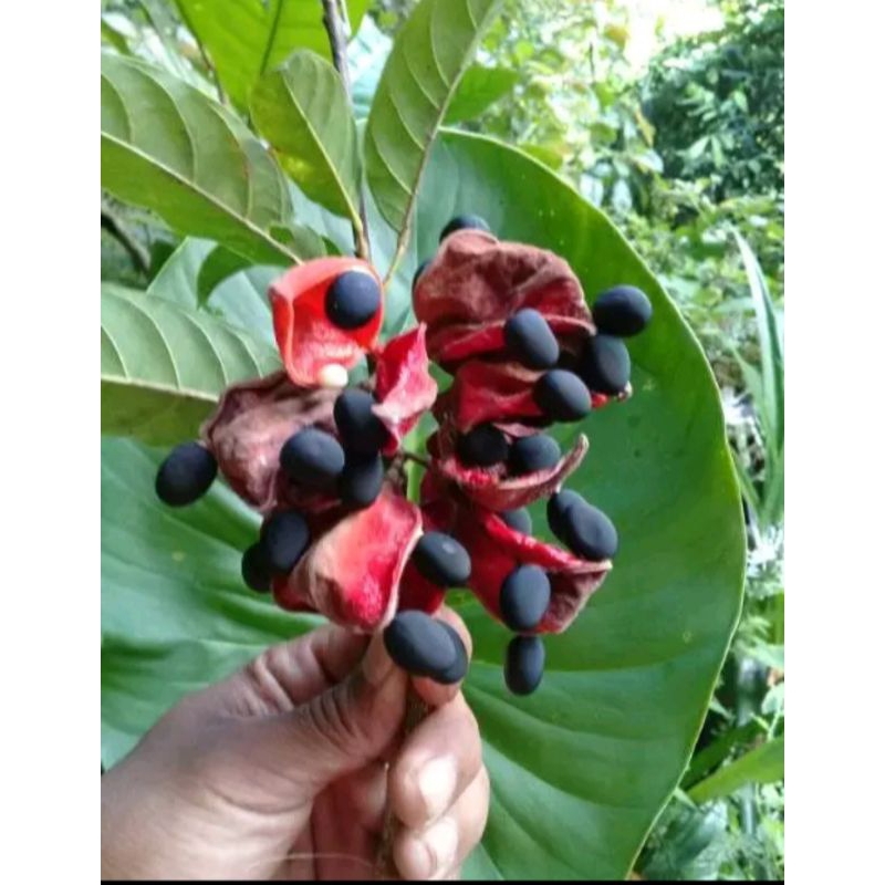 

daun hantap segar di petik langsung saat orderan masuk