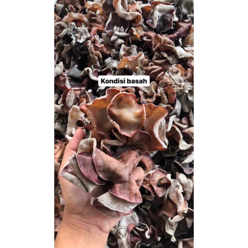 

Jamur Kuping Kering Grade B Termurah 1kg