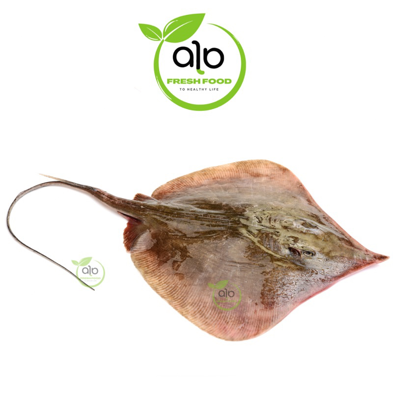 

ikan pari segar 500gr - ALO Fresh food