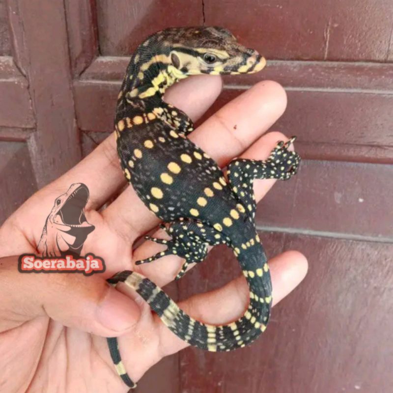 MAINAN Salva/Baby Salva Termurah