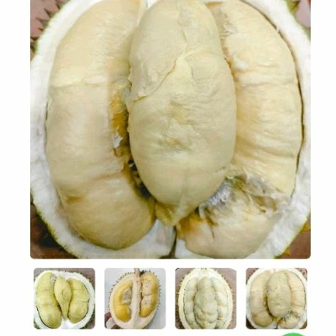 

durian lokal di jamin manis