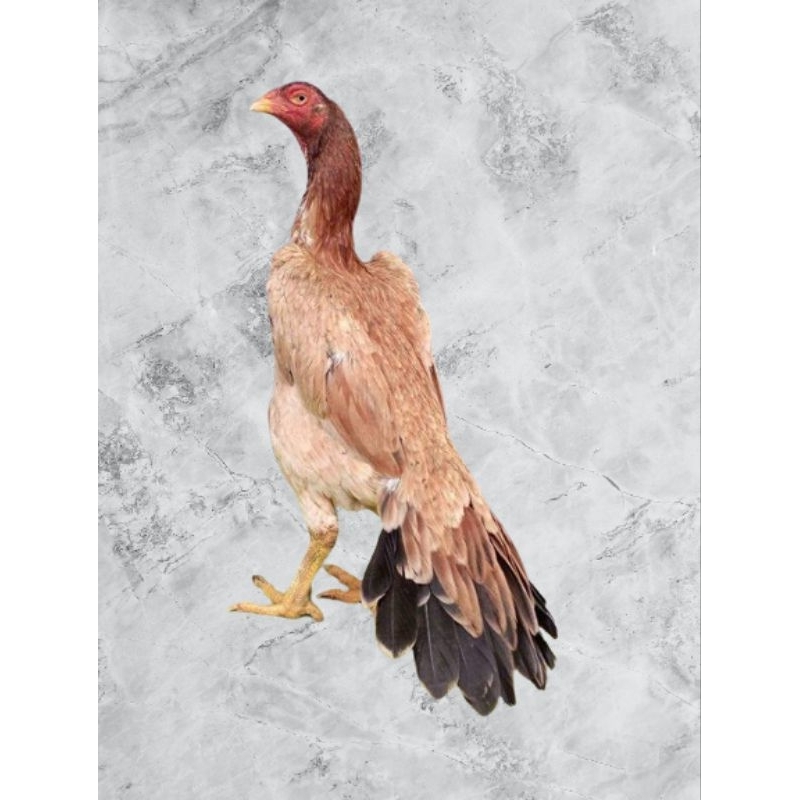 

telur vertil ayam ekor lidi