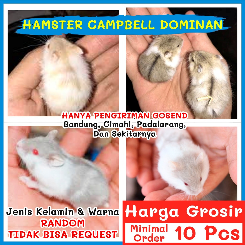 NAYAKA GROSIR KHUSUS GOSEND Hamster Campbell Dominan Hewan Cambell 2 Warna Camble Campbel Anakan