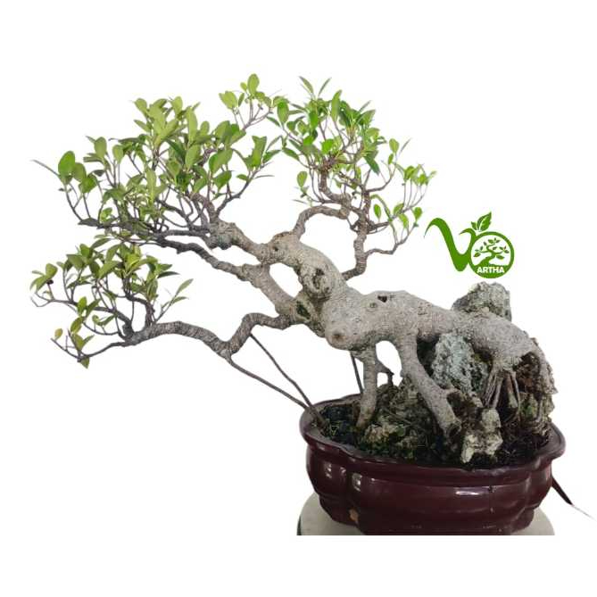 Bonsai Kimeng On The Rock