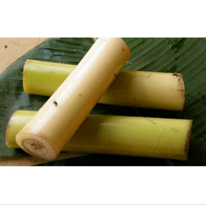 

Gedebong Pisang Segar /kg 9500