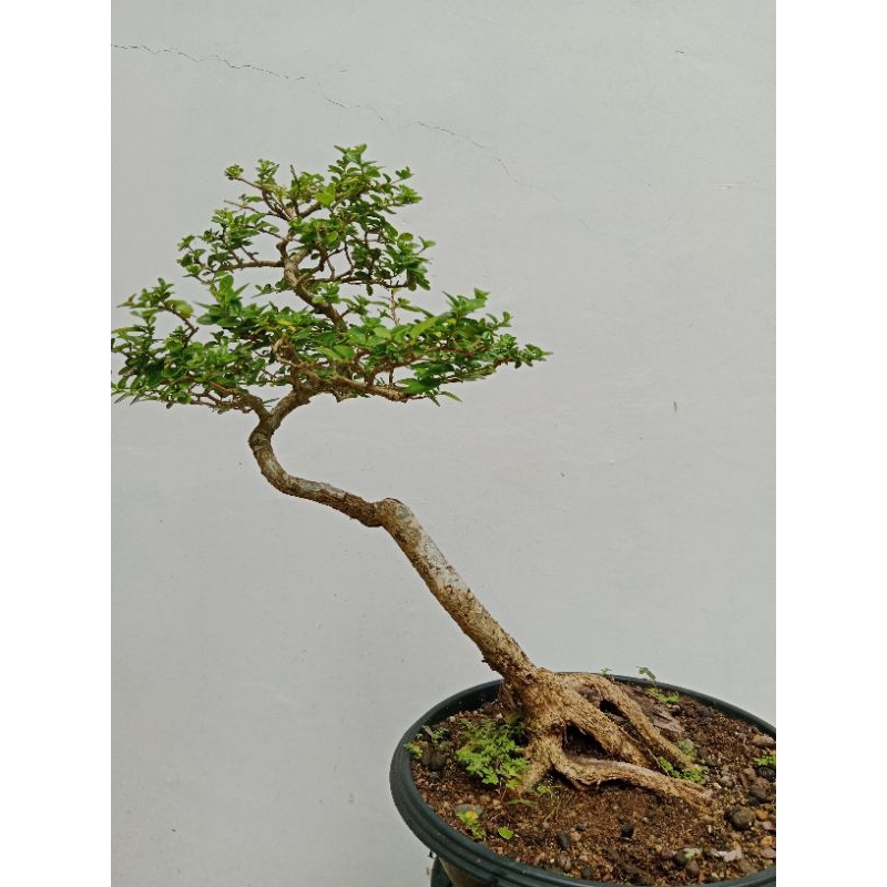 Bonsai Wahong Sancang | Bonsai Wacang
