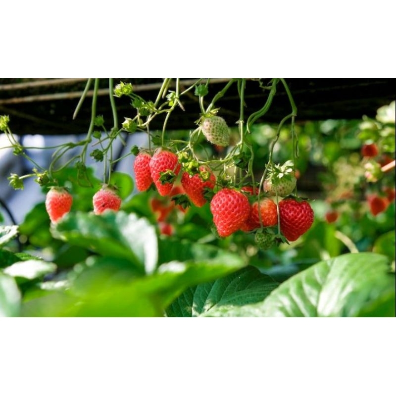 benih biji strawberry isi ( 30 biji )