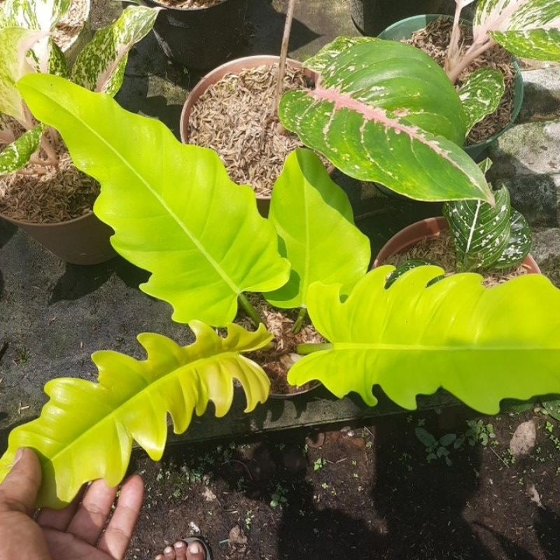 Tanaman hias philodendron golden saw /philo gergaji kuning/ gergaji emas