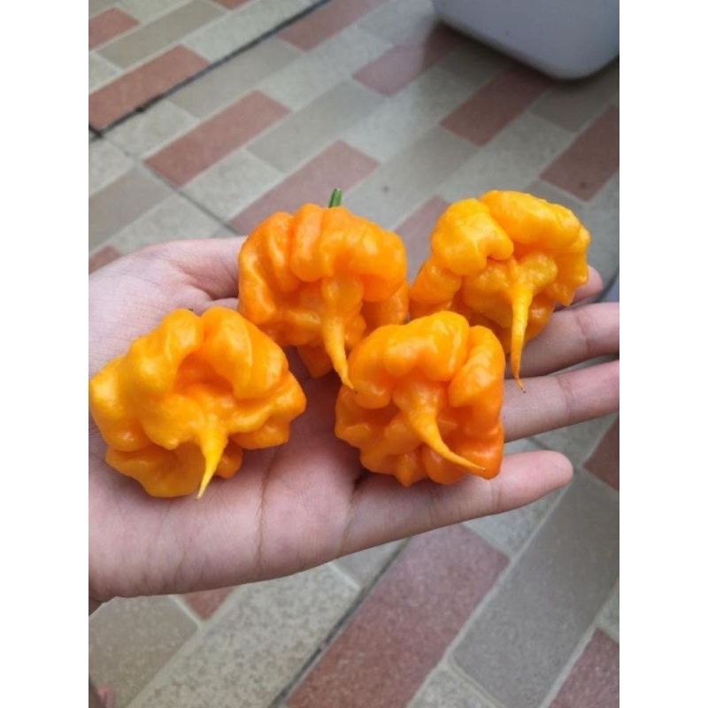 jual benih cabai carolina reaper yellow