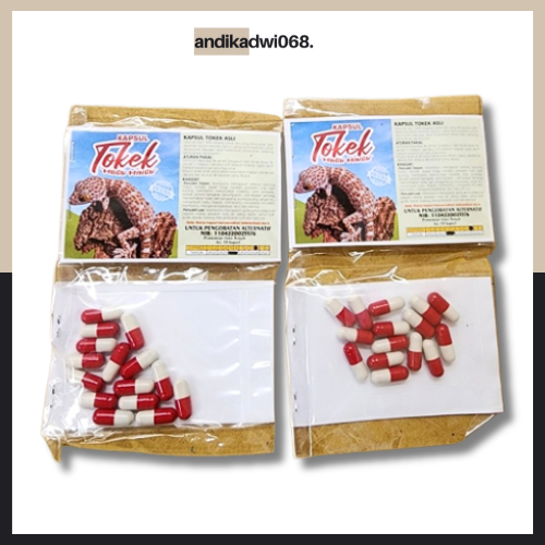 [ASLI] KAPSUL TOKEK MBK MINAH ISI 15 ORIGINAL DAGING TOKEK ASLI / PENGOBATAN HERBAL