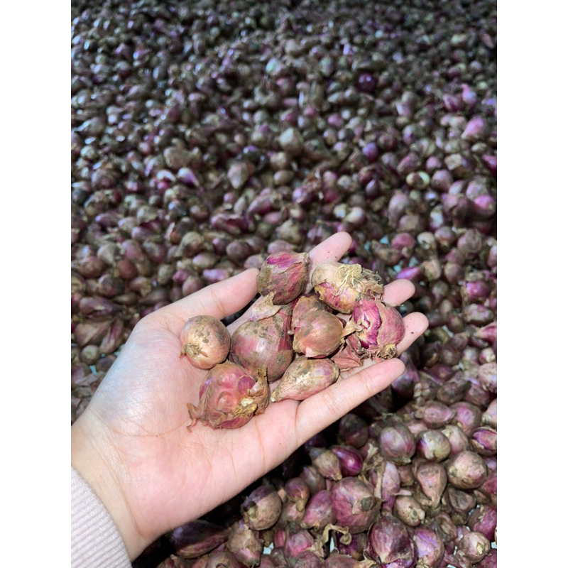 

bawang merah 1 kg