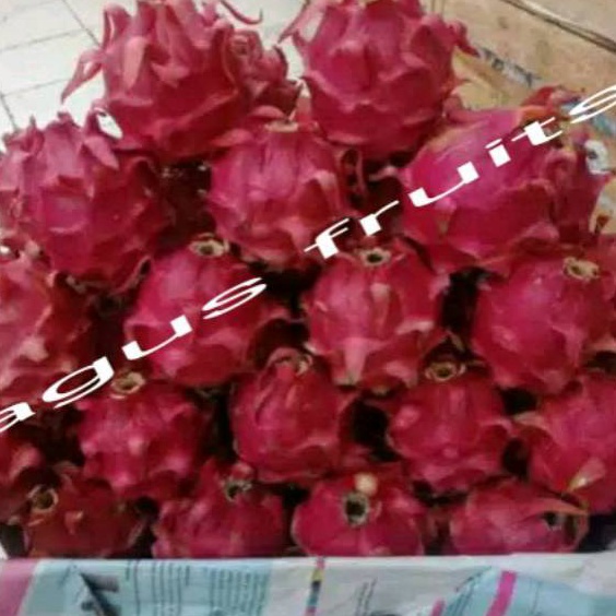 

Stok terbaru BUAH NAGA MERAH MANIS 1KG