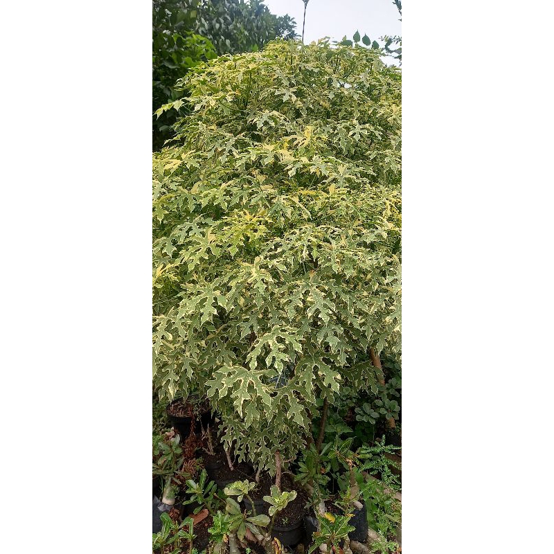 pepaya Jepang varigata/ pepaya Jepang variegata